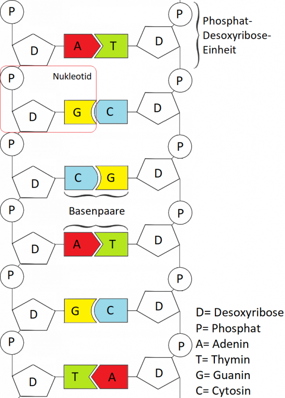 DNA-Strang – Kopie