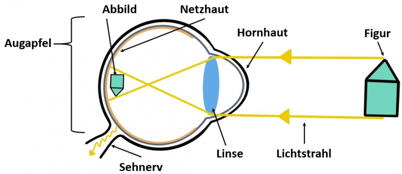 Wie Funktioniert Das Sehen Einfach Erklärt Wie funktioniert unser Auge? » Labosium